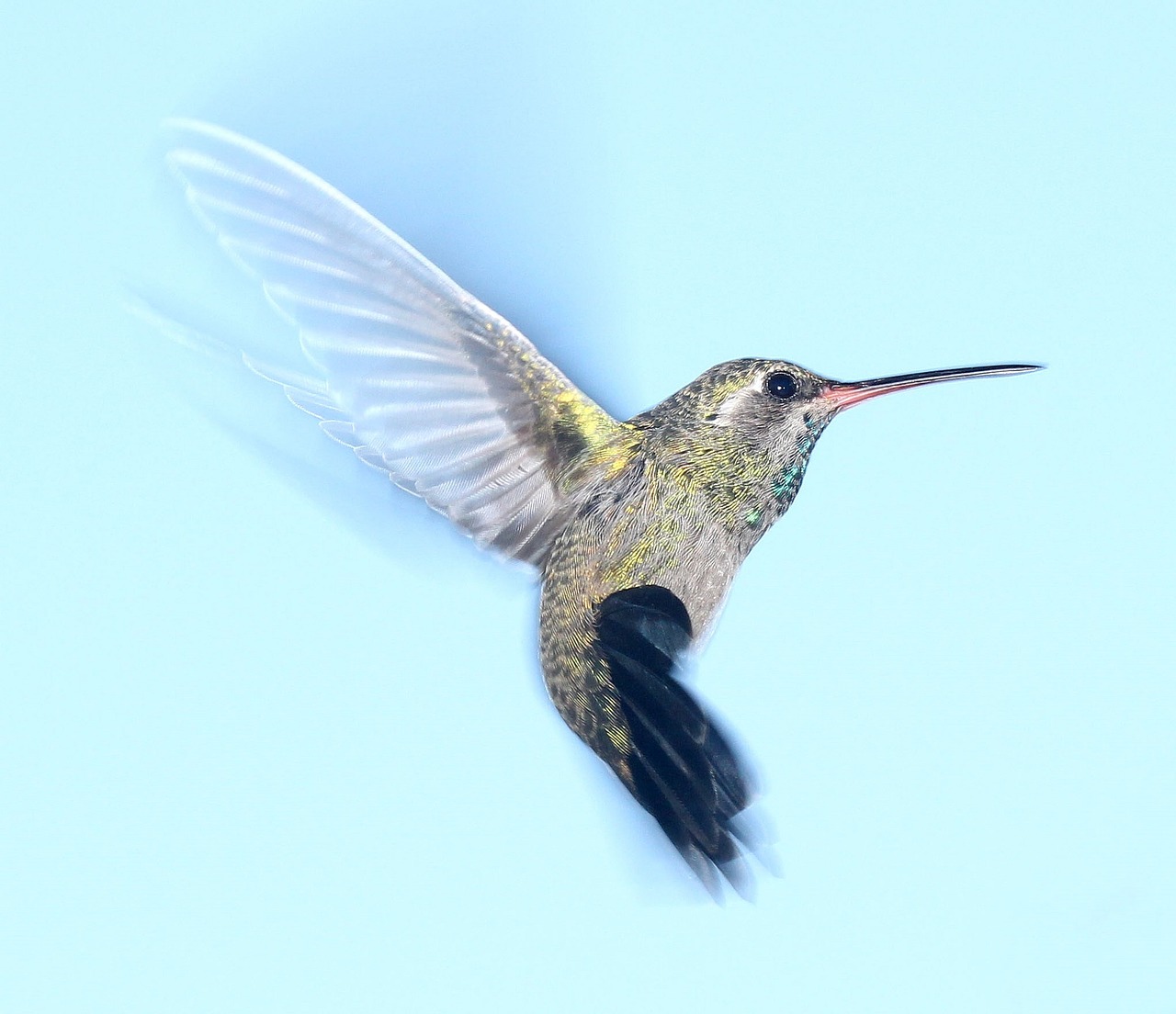 hummingbird-1047836_1280