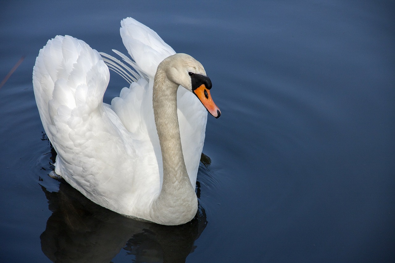 swan-319379_1280