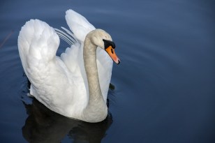 swan-319379_1280